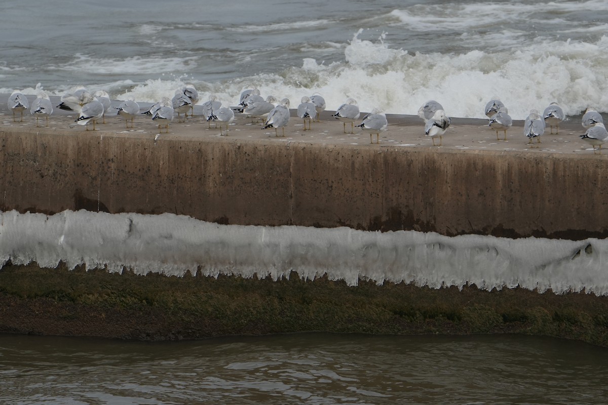 Ring-billed Gull - ML628112994