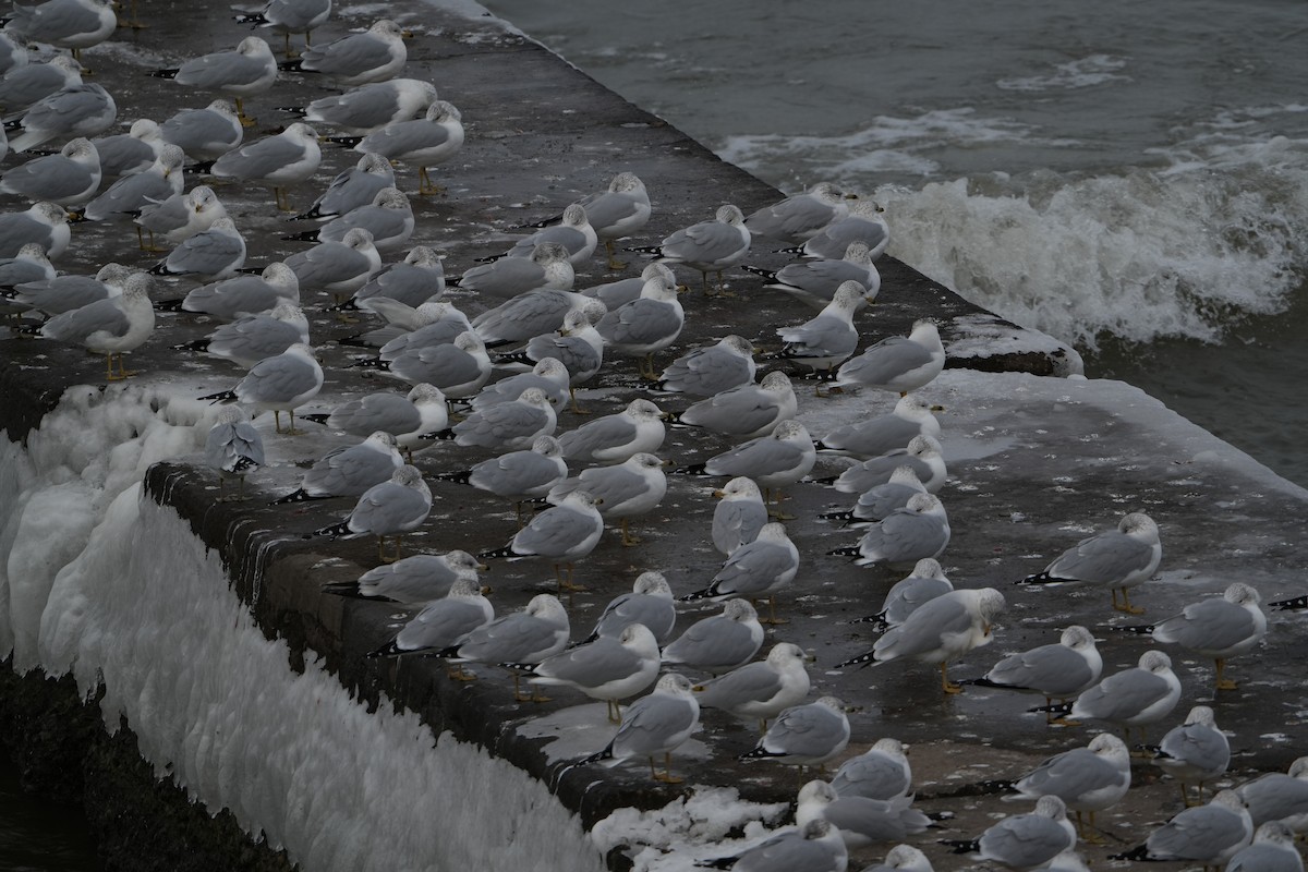 Ring-billed Gull - ML628112995