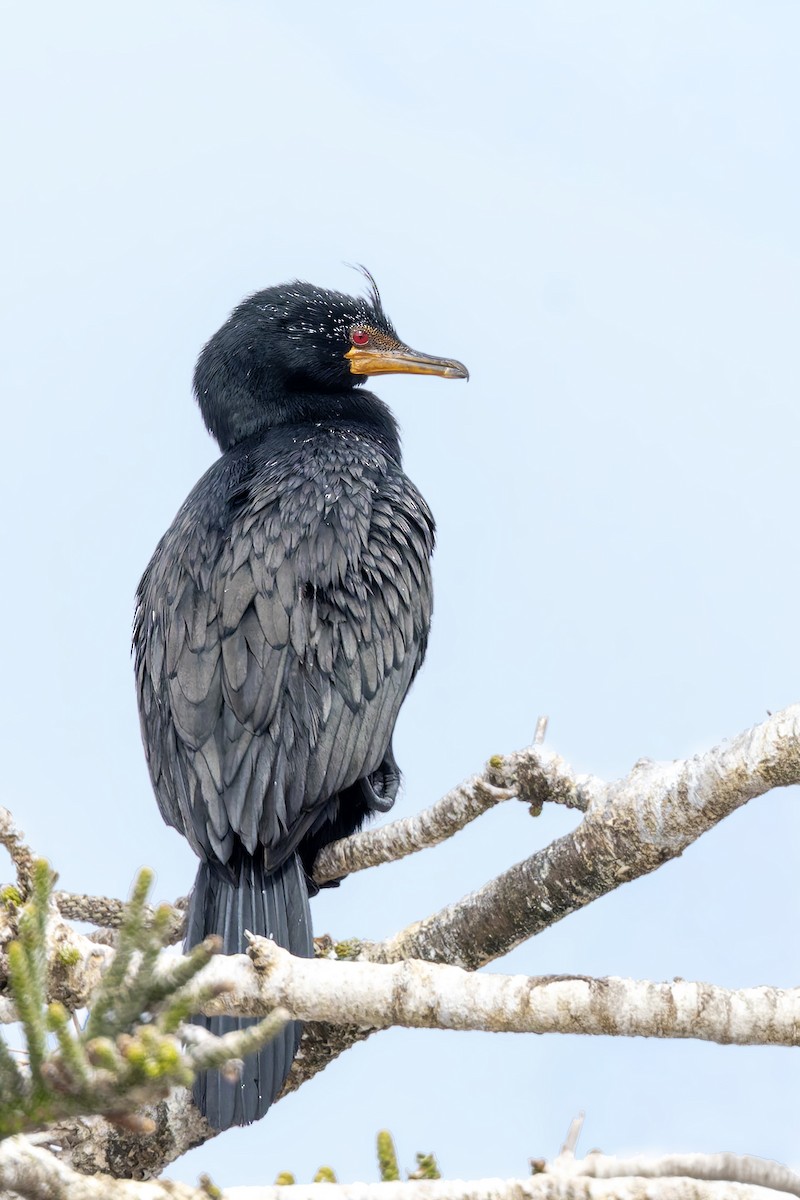 Crowned Cormorant - ML628113025