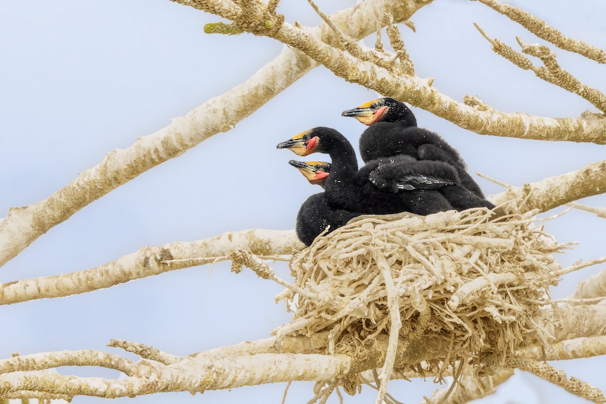 Crowned Cormorant - ML628113027