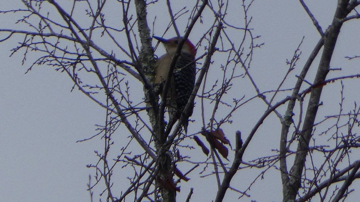 Red-bellied Woodpecker - ML628113030