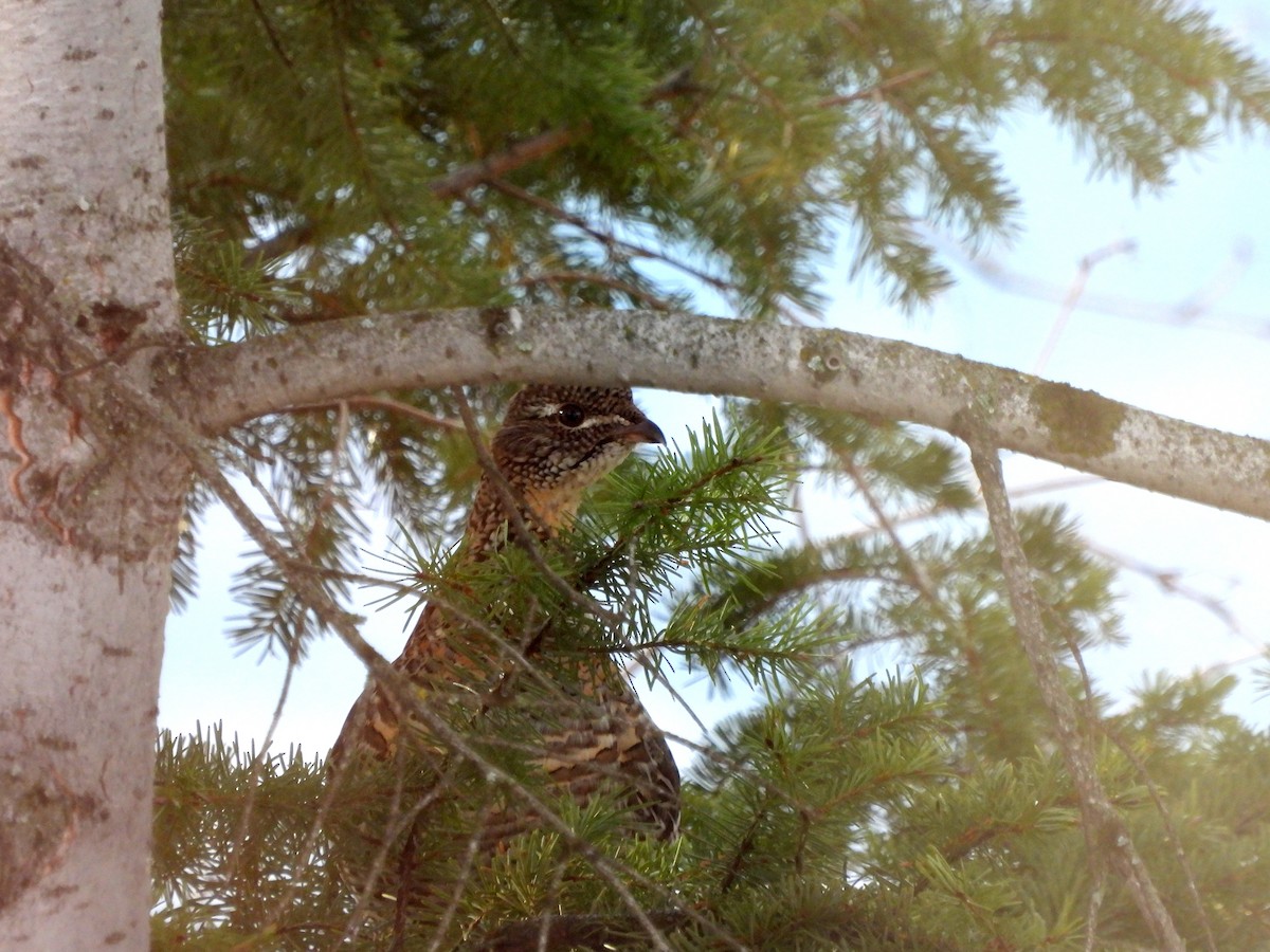 Ruffed Grouse - ML628113036