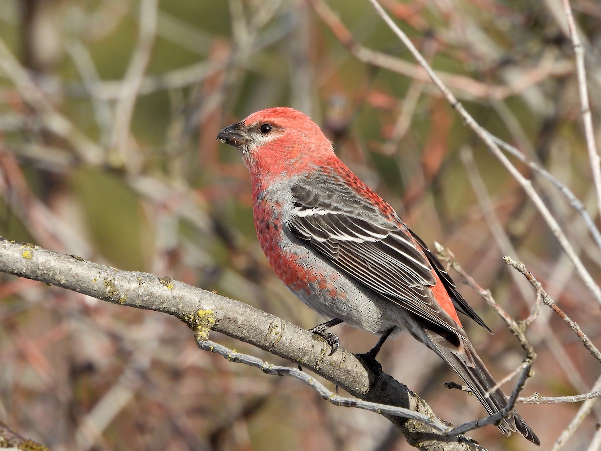 Pine Grosbeak - ML628113050