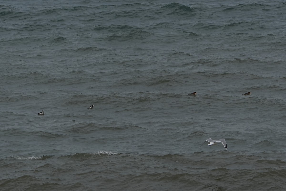 Red-breasted Merganser - ML628113071