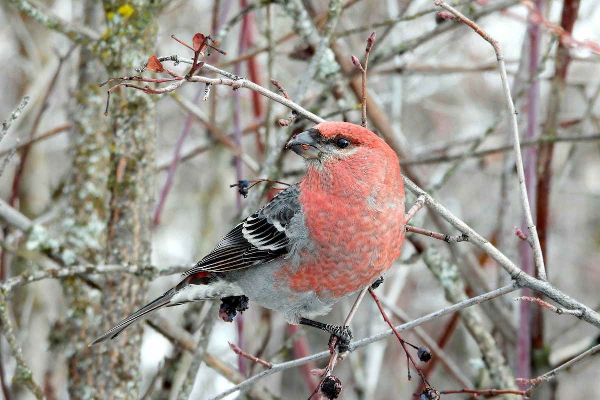 Pine Grosbeak - ML628113080