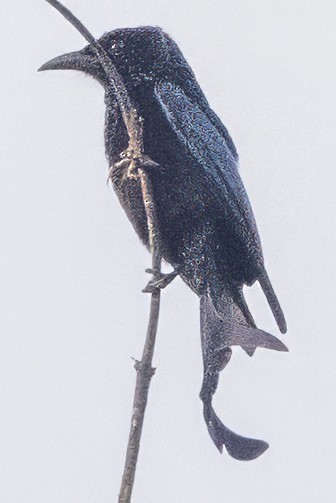 Hair-crested Drongo - ML628113084