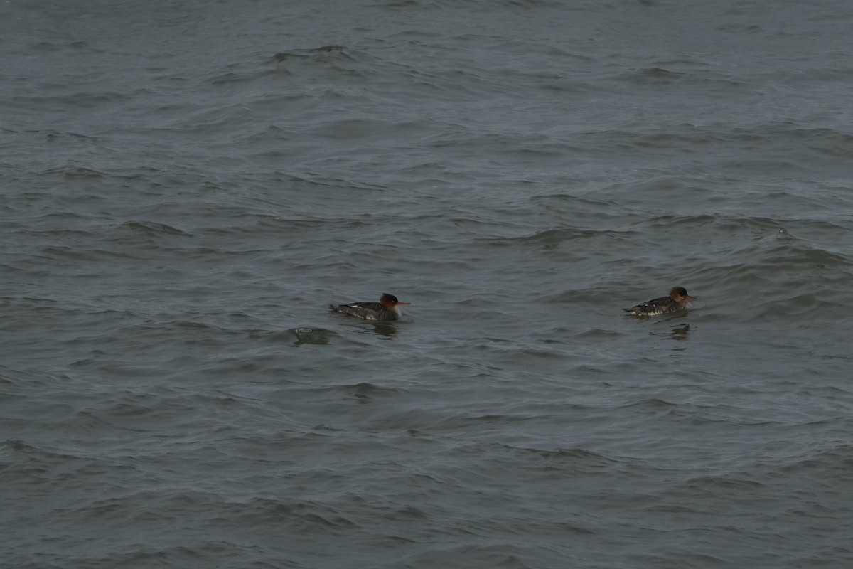 Red-breasted Merganser - ML628113098