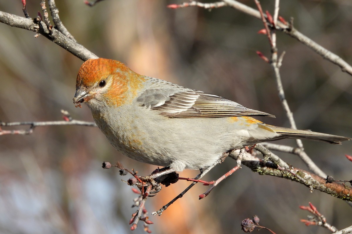 Pine Grosbeak - ML628113111