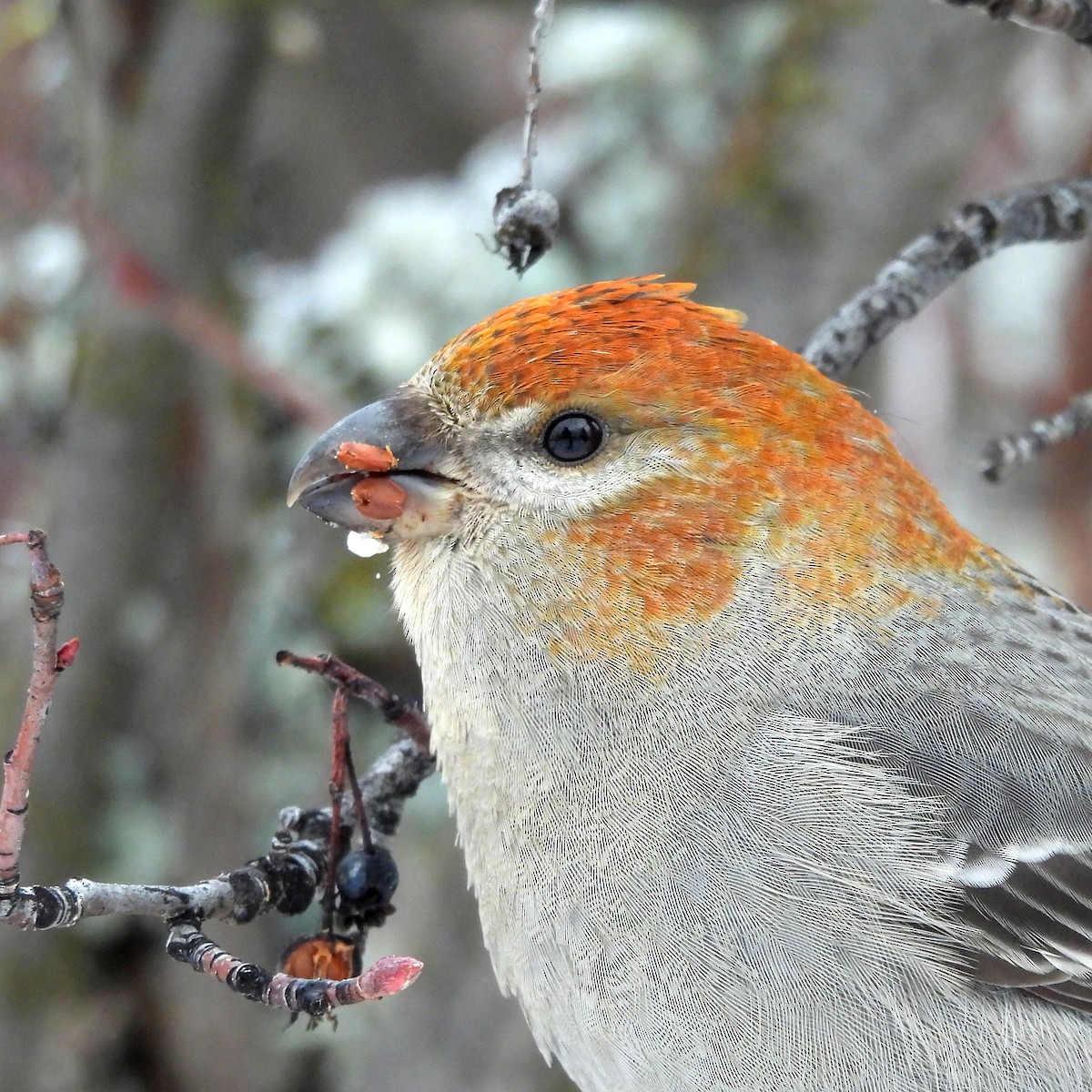 Pine Grosbeak - ML628113115