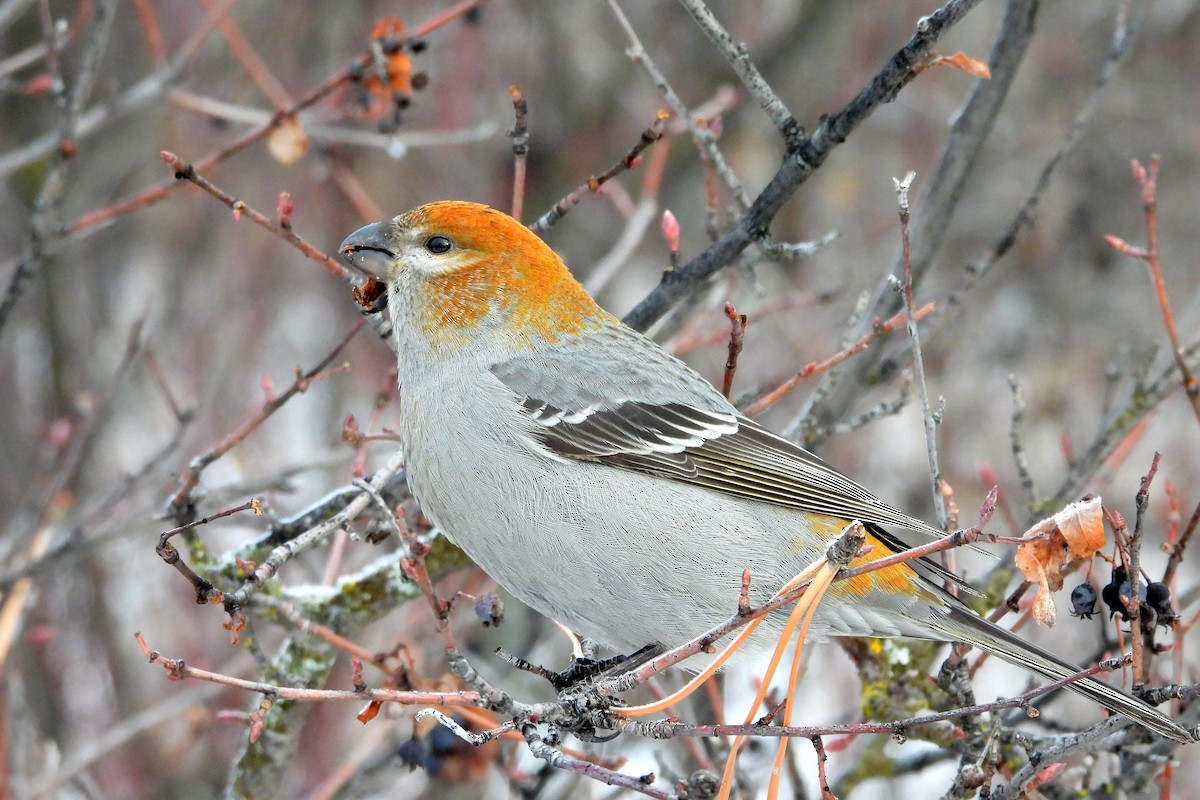 Pine Grosbeak - ML628113118