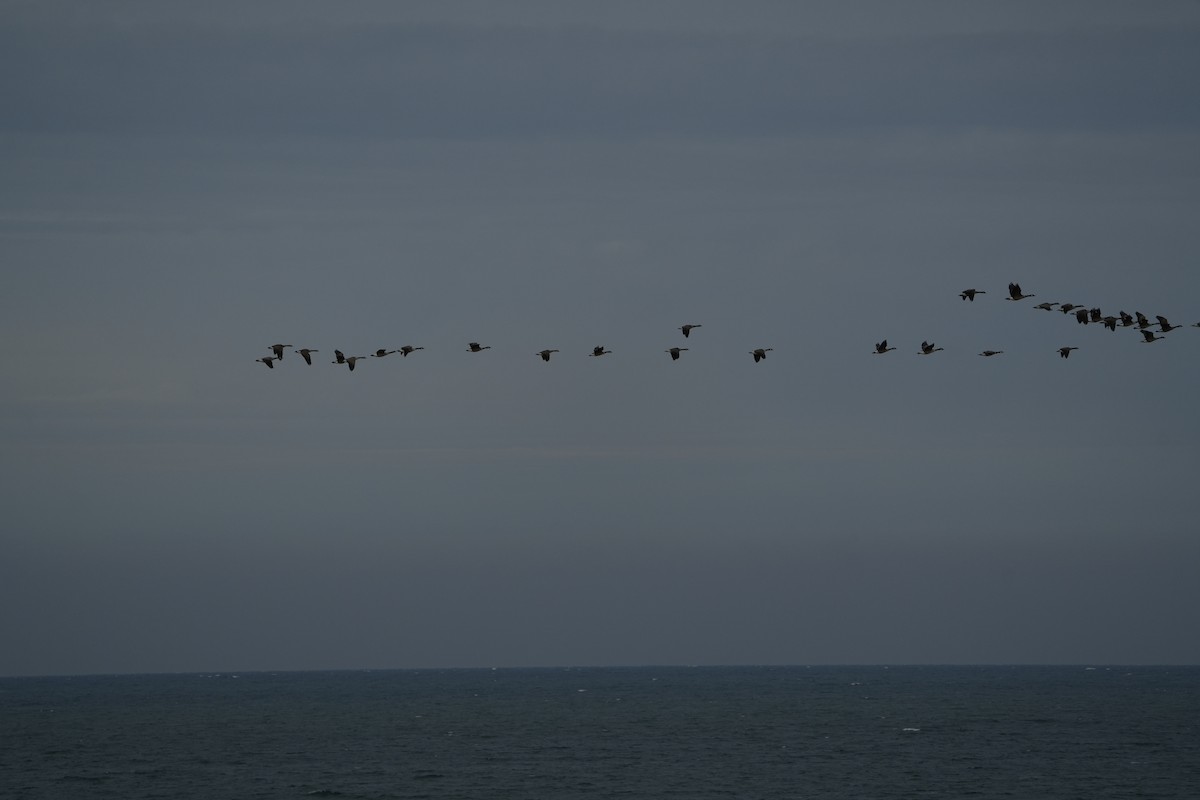 Canada Goose - ML628113142