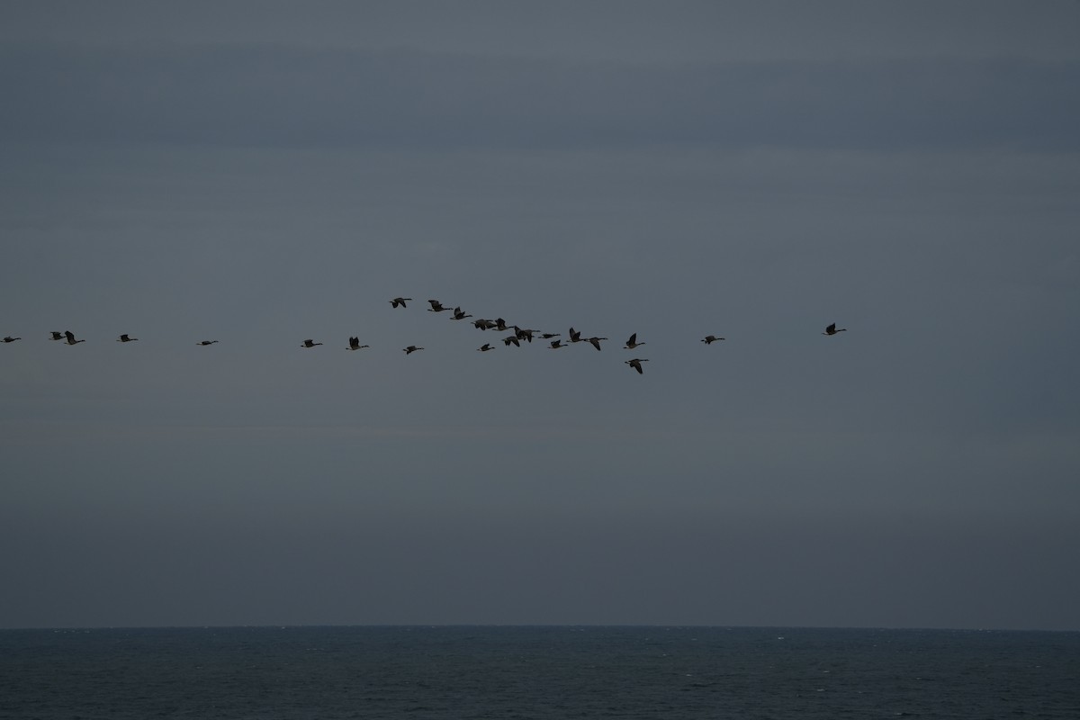 Canada Goose - ML628113143