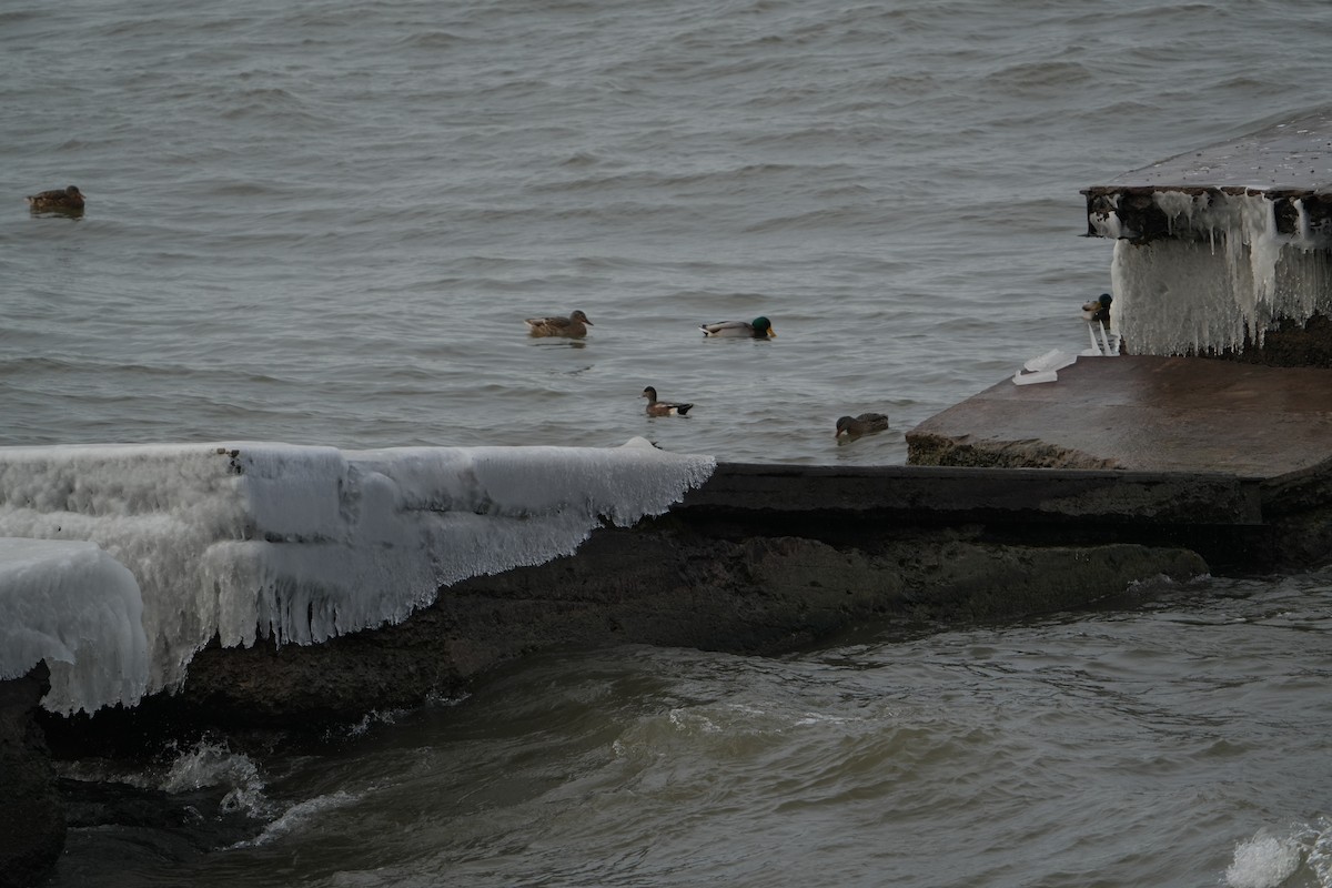 Gadwall - ML628113157