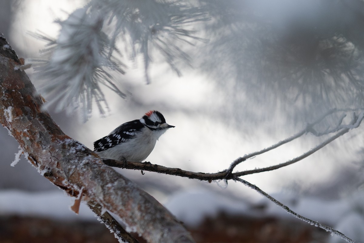 Hairy Woodpecker - ML628113212