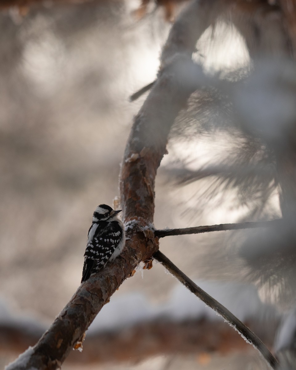 Hairy Woodpecker - ML628113213