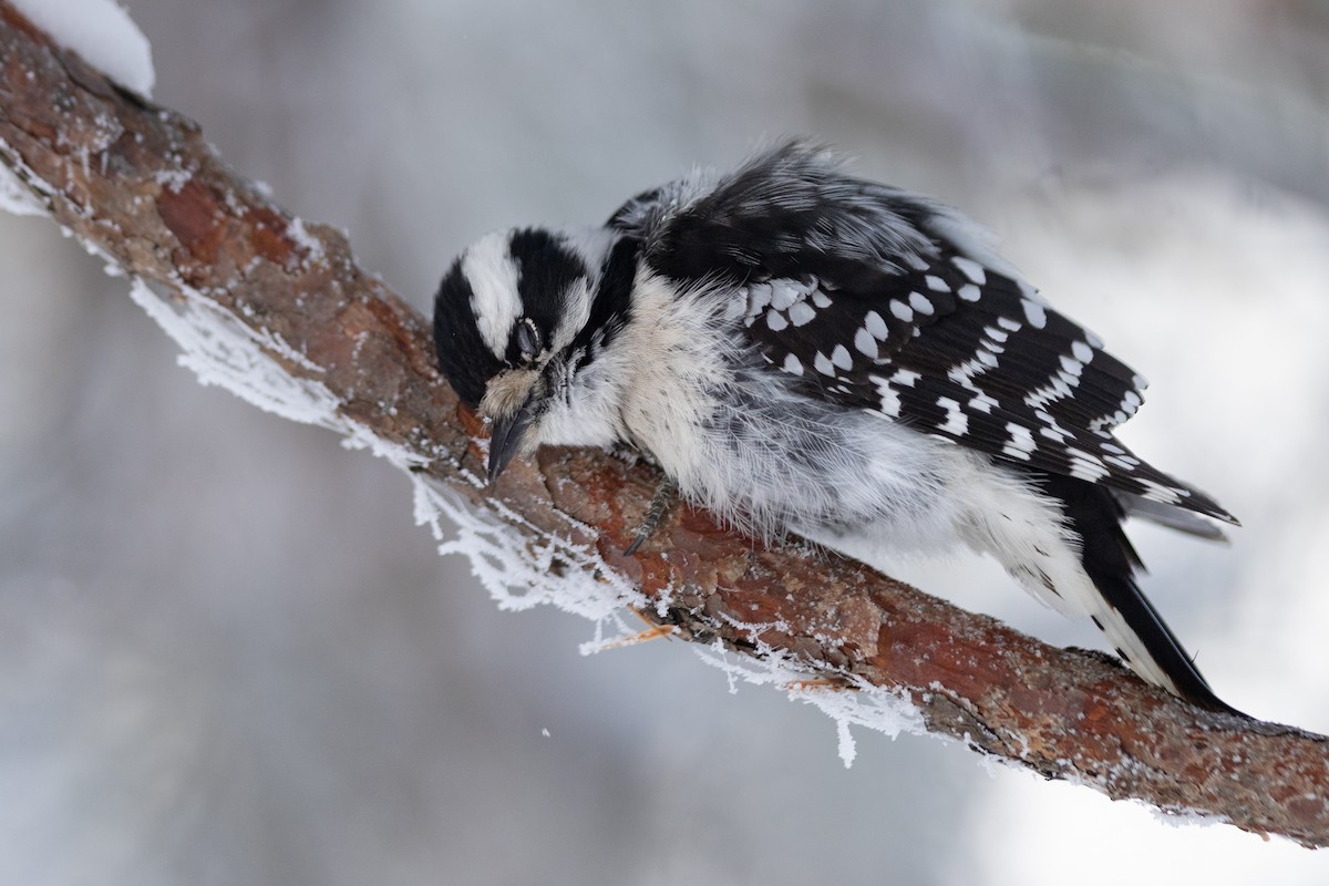 Hairy Woodpecker - ML628113214