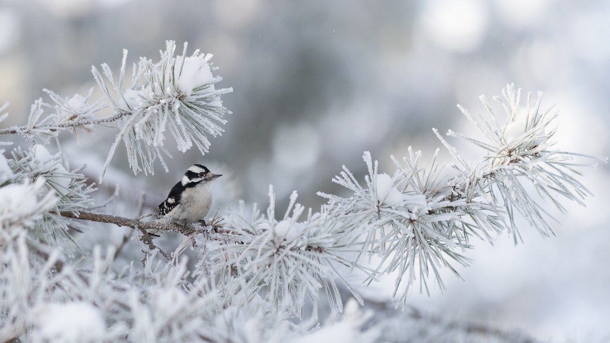 Hairy Woodpecker - ML628113215