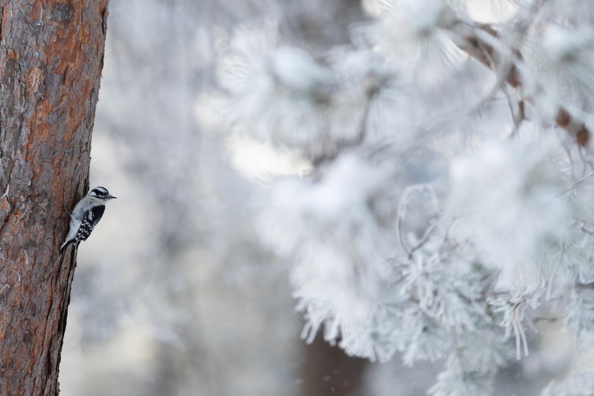 Hairy Woodpecker - ML628113259