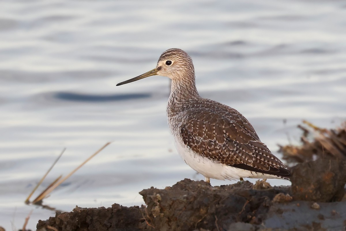 Greater Yellowlegs - ML628113320