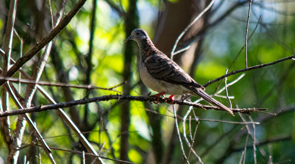 Bar-shouldered Dove - ML628113354