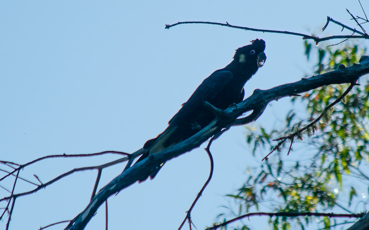 Yellow-tailed Black-Cockatoo - ML628113359