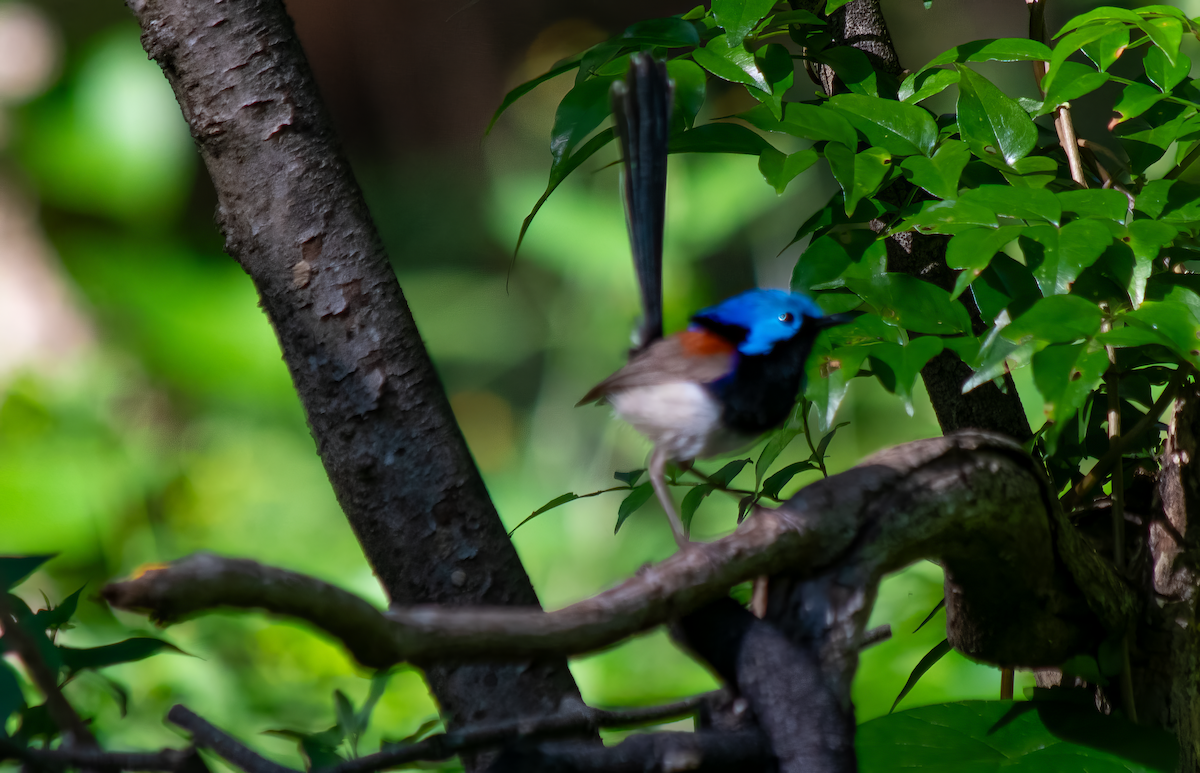 Variegated Fairywren - ML628113371