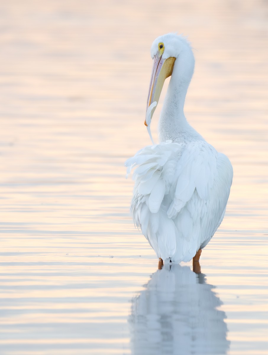 American White Pelican - ML628113384