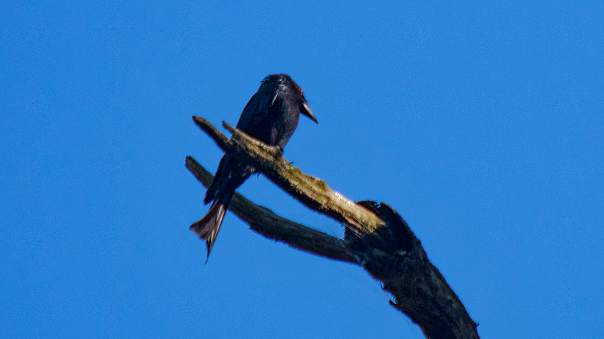 Spangled Drongo - ML628113436