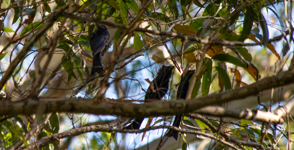 Spangled Drongo - ML628113451