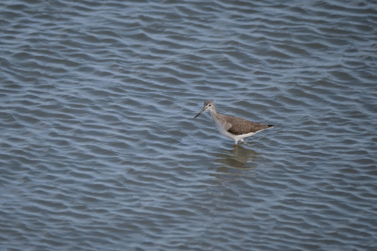 gulbeinsnipe/plystresnipe - ML628113494