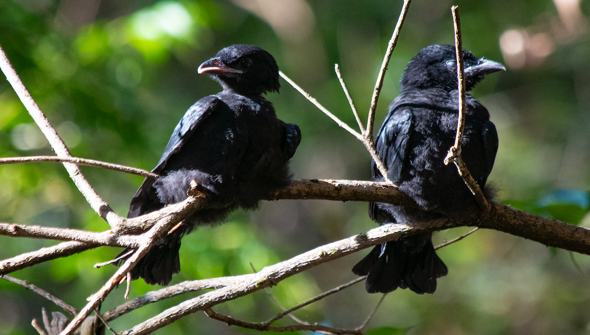 Spangled Drongo - ML628113497