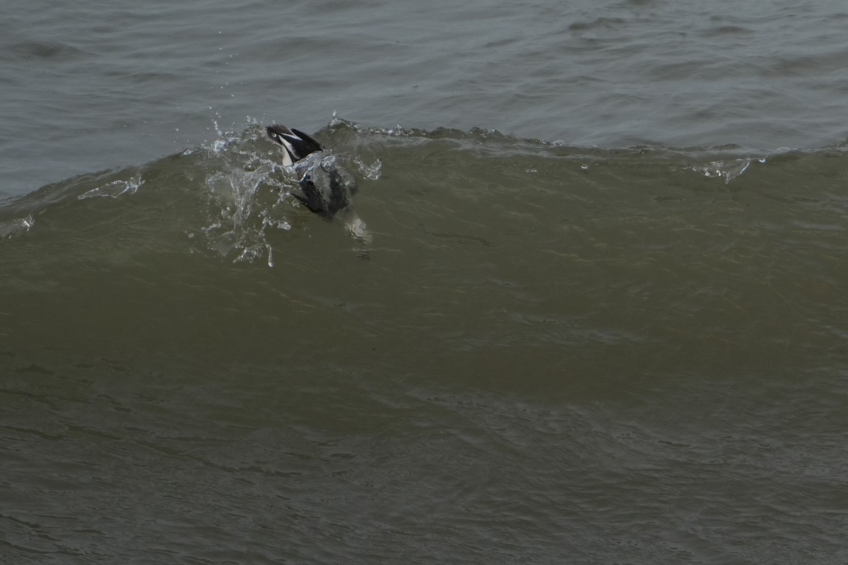 Long-tailed Duck - ML628113512