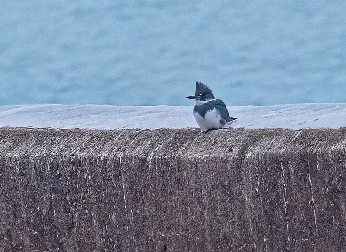 Belted Kingfisher - ML628113562