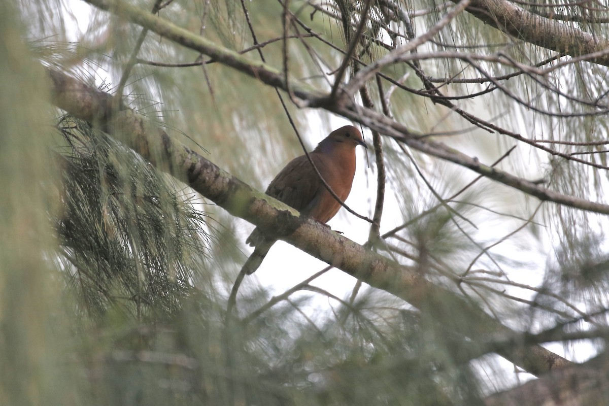 Mourning Dove - ML628113565