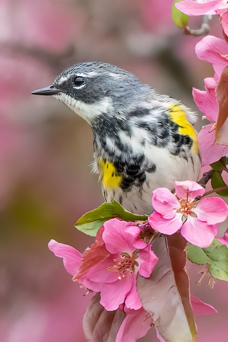 Yellow-rumped Warbler - ML628113610