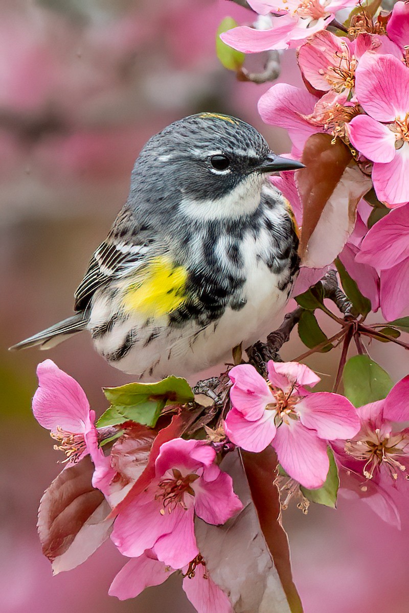 Yellow-rumped Warbler - ML628113630