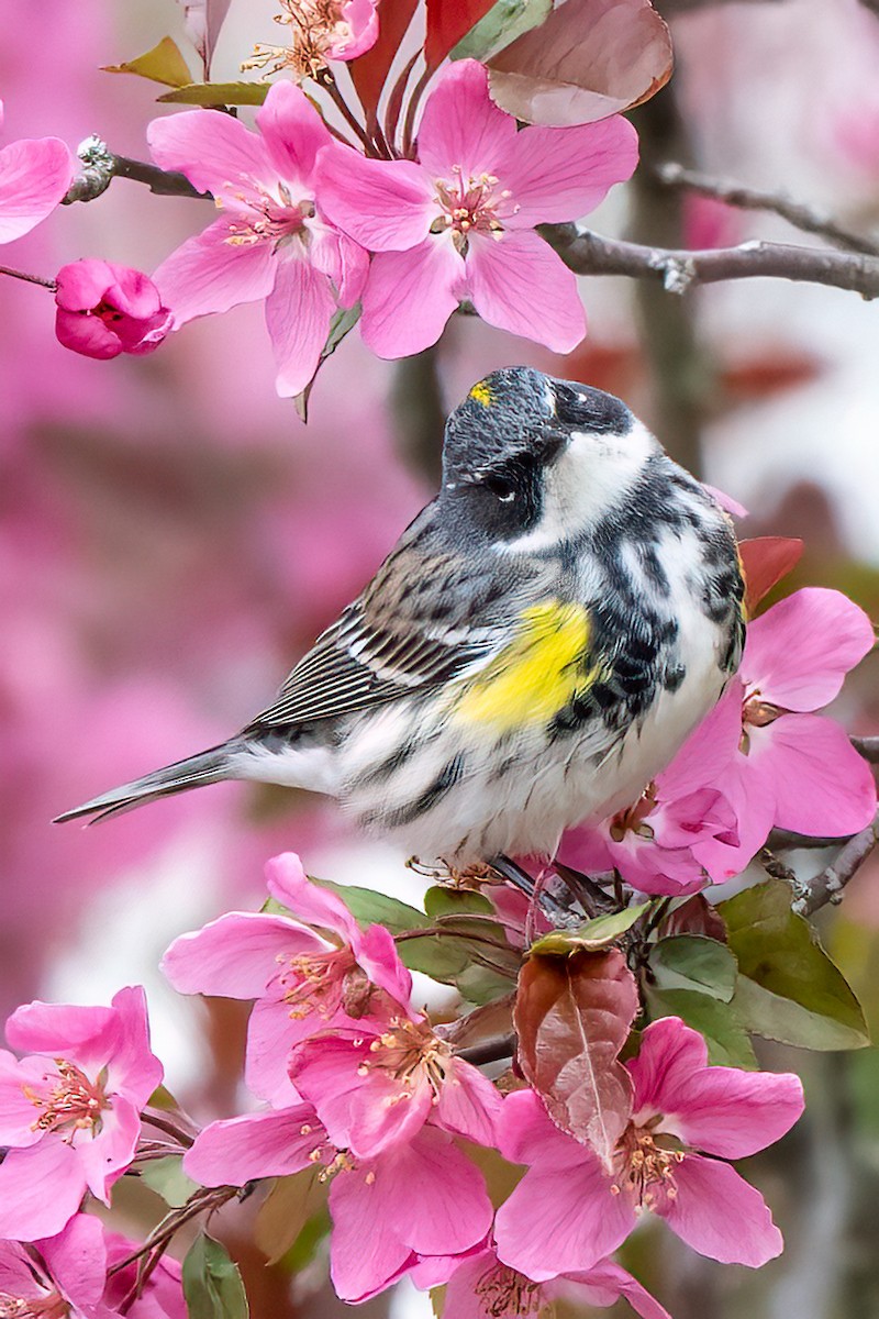 Yellow-rumped Warbler - ML628113636