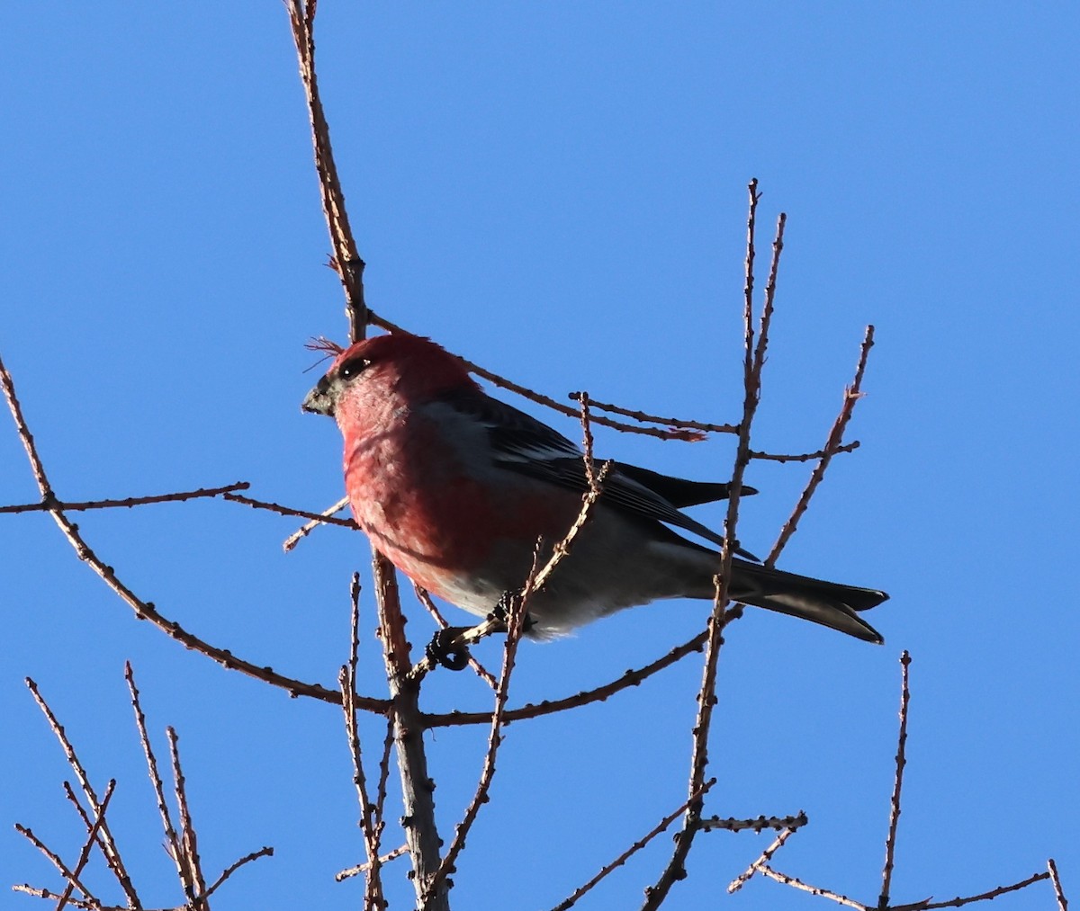 Pine Grosbeak - ML628113640