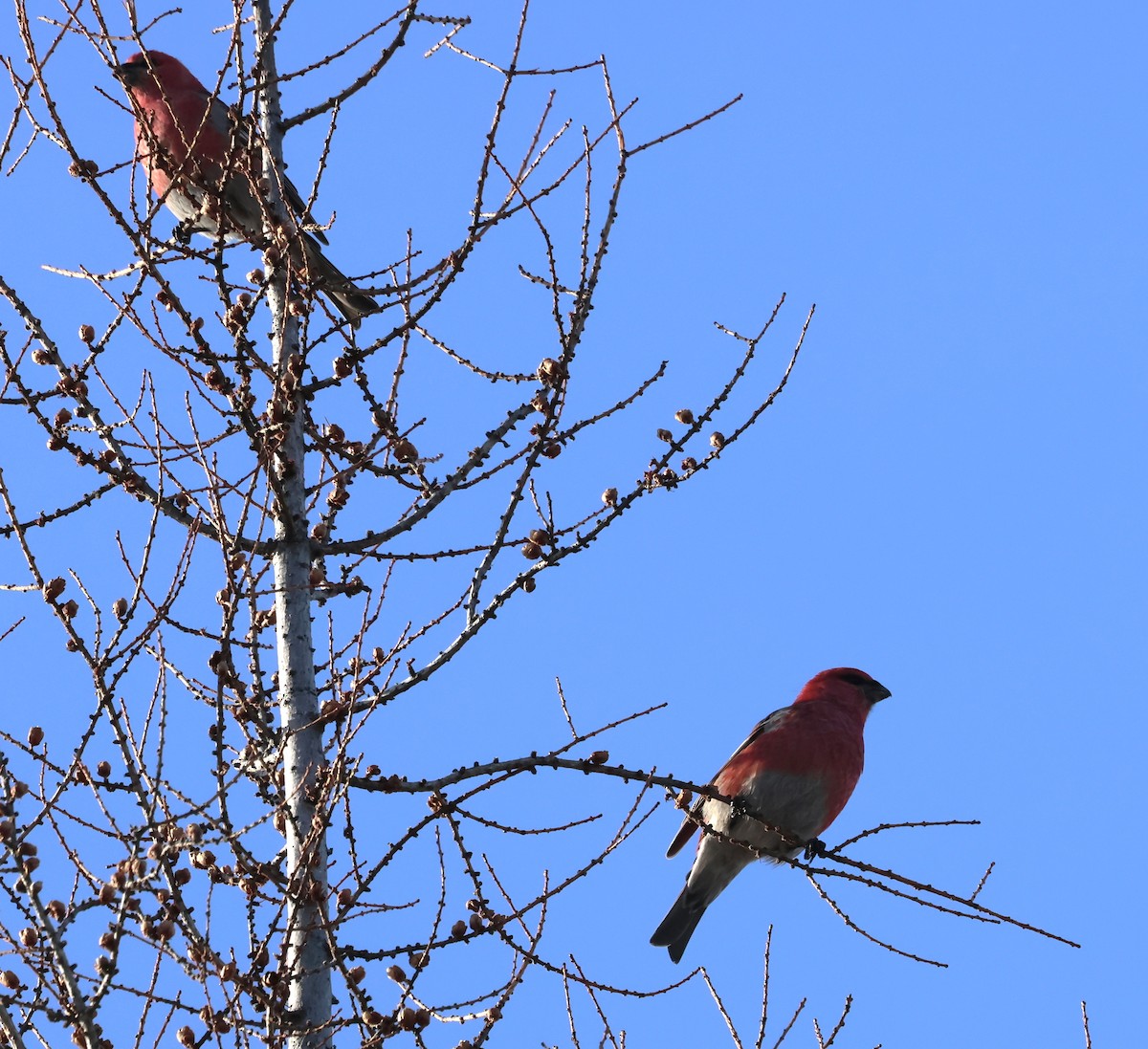 Pine Grosbeak - ML628113641