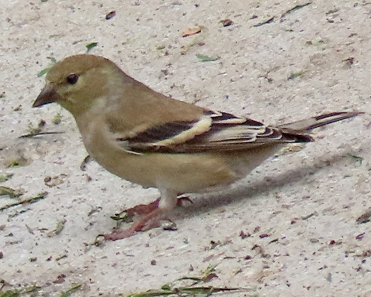 American Goldfinch - ML628113642