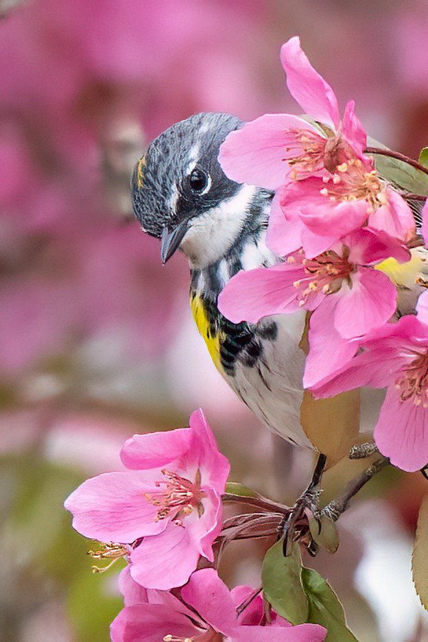 Yellow-rumped Warbler - ML628113644