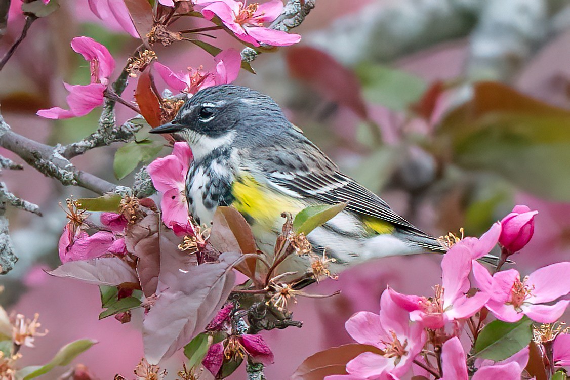 Yellow-rumped Warbler - ML628113646