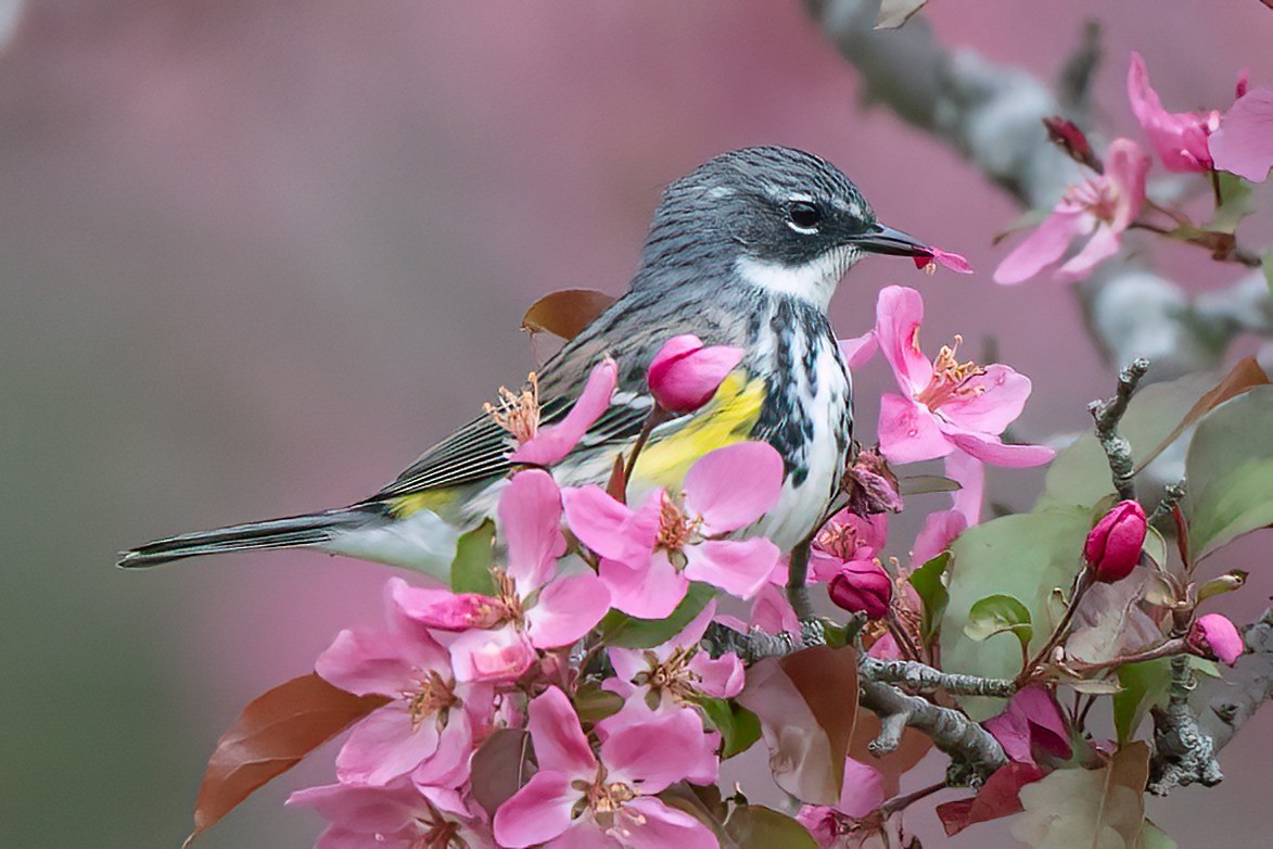 Yellow-rumped Warbler - ML628113648
