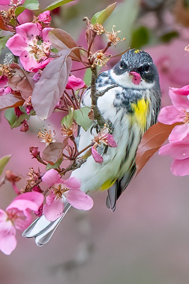 Yellow-rumped Warbler - ML628113651