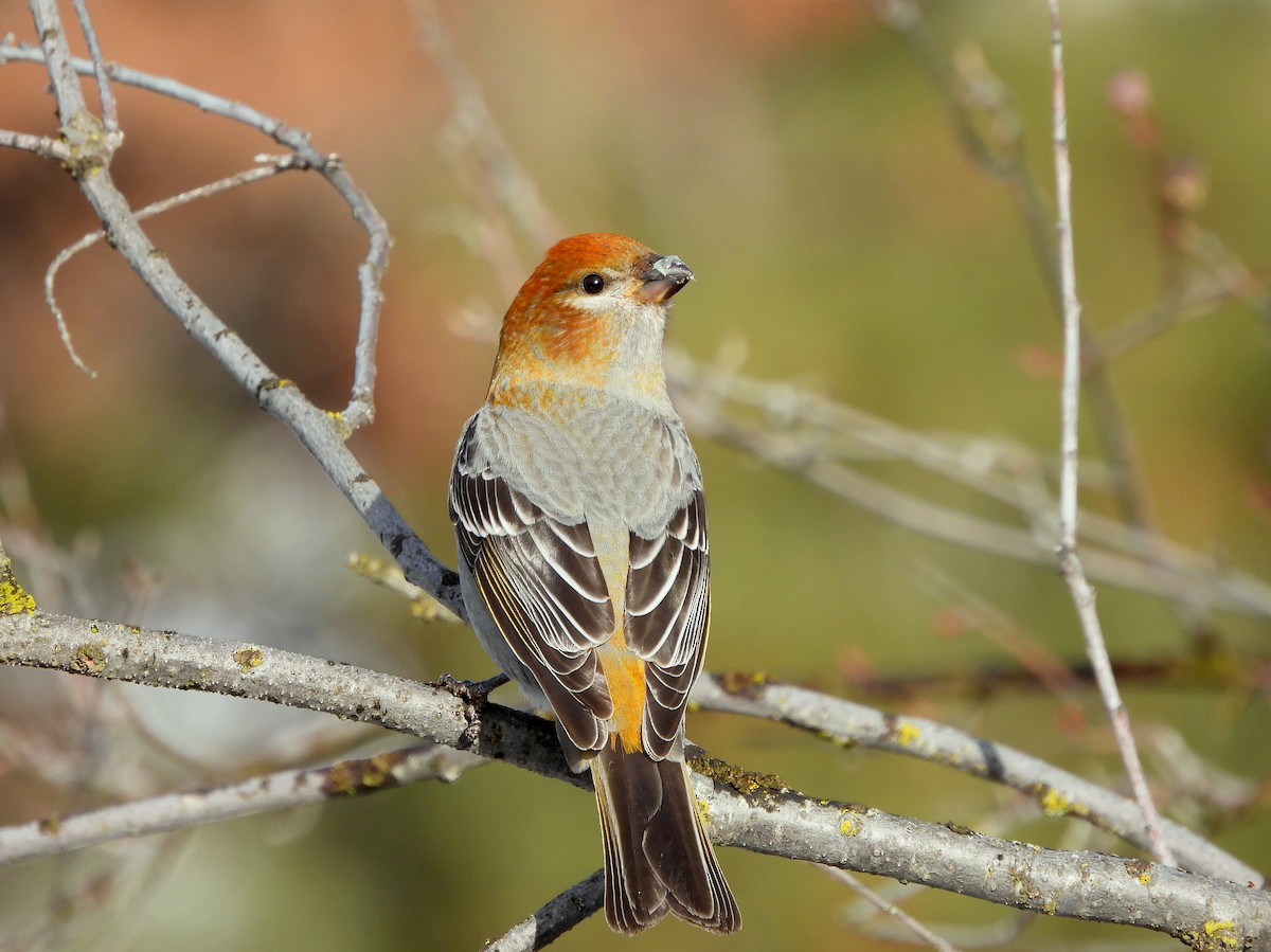 Pine Grosbeak - ML628113790