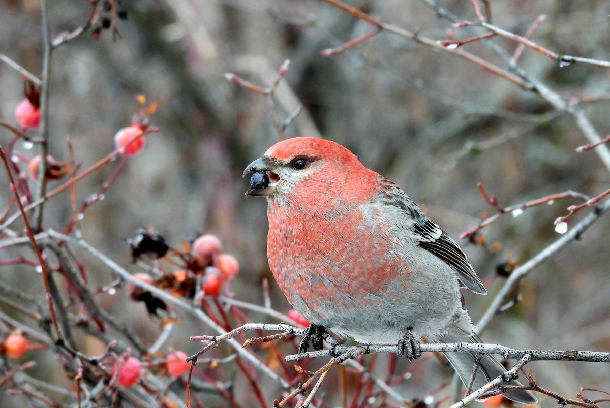 Pine Grosbeak - ML628113794