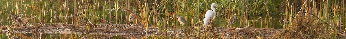 Chinese Pond-Heron - ML628113819