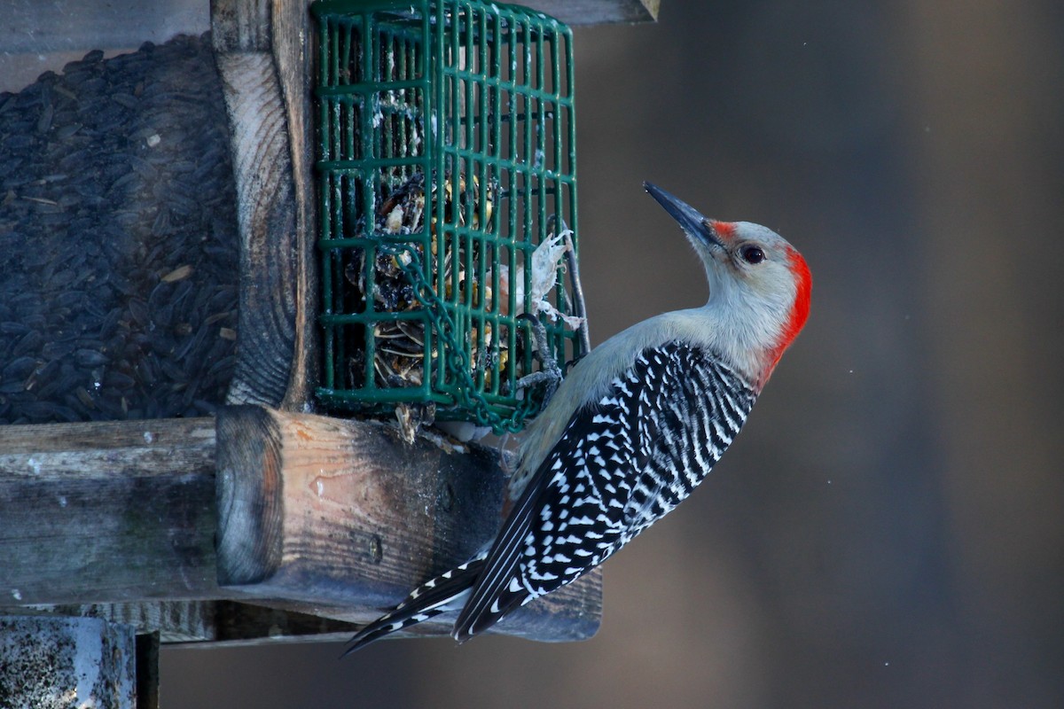 Red-bellied Woodpecker - ML628113844