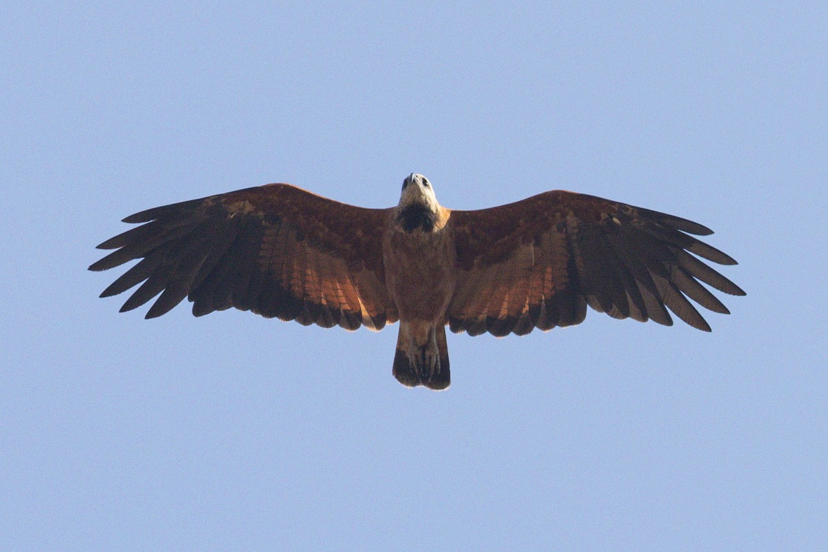 Black-collared Hawk - ML628113852