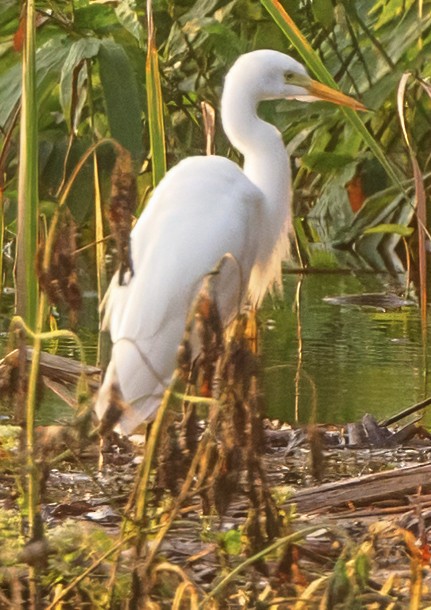 Medium Egret - ML628113877